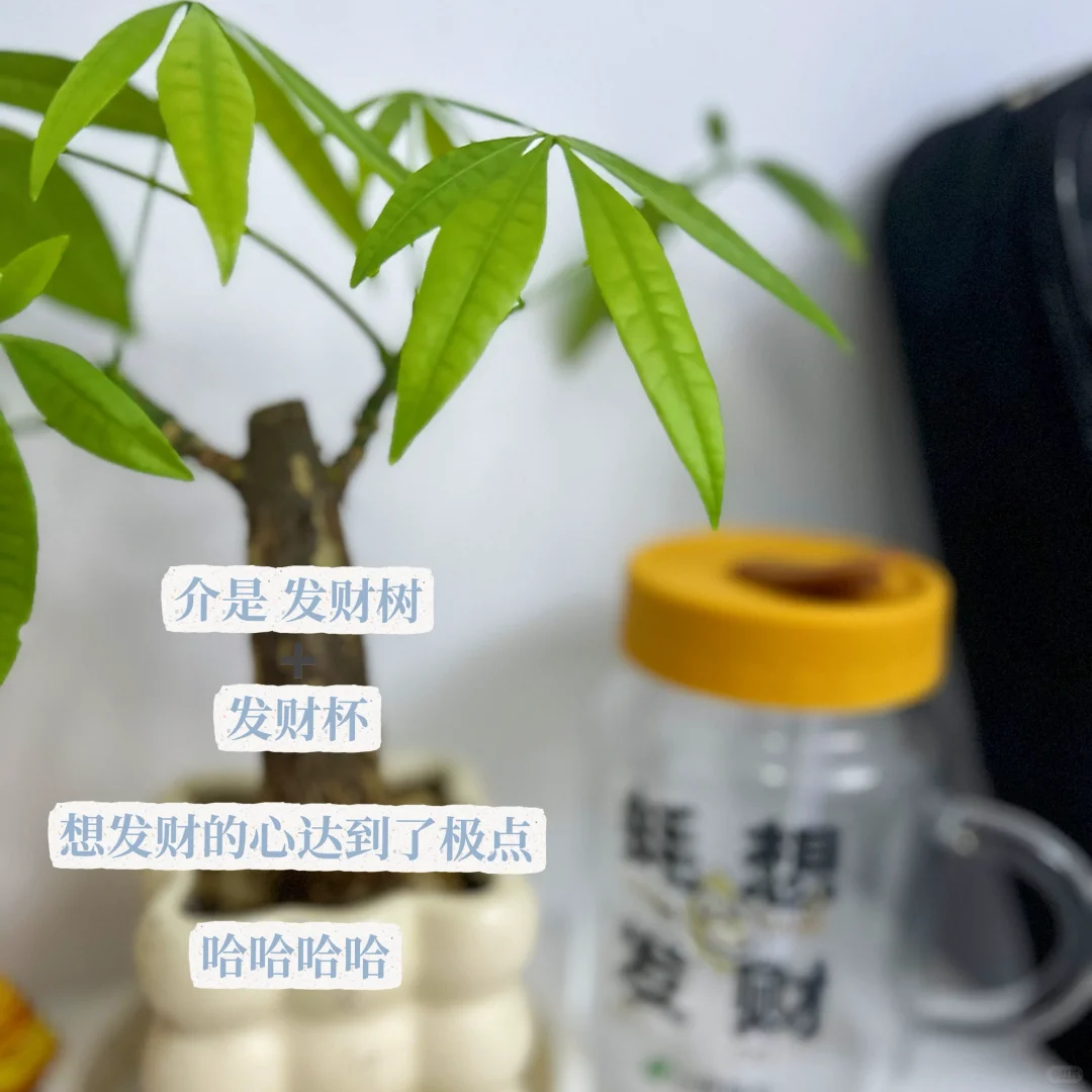 01年 | 月薪5K✨ 下班后的治愈小世界