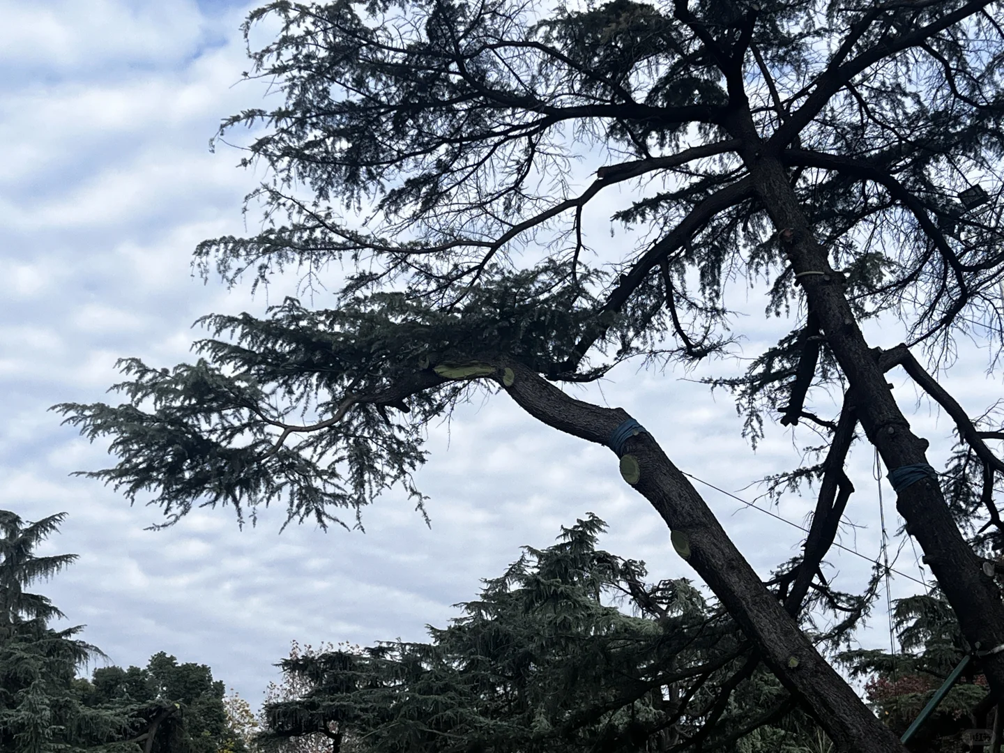 招聘直播律师