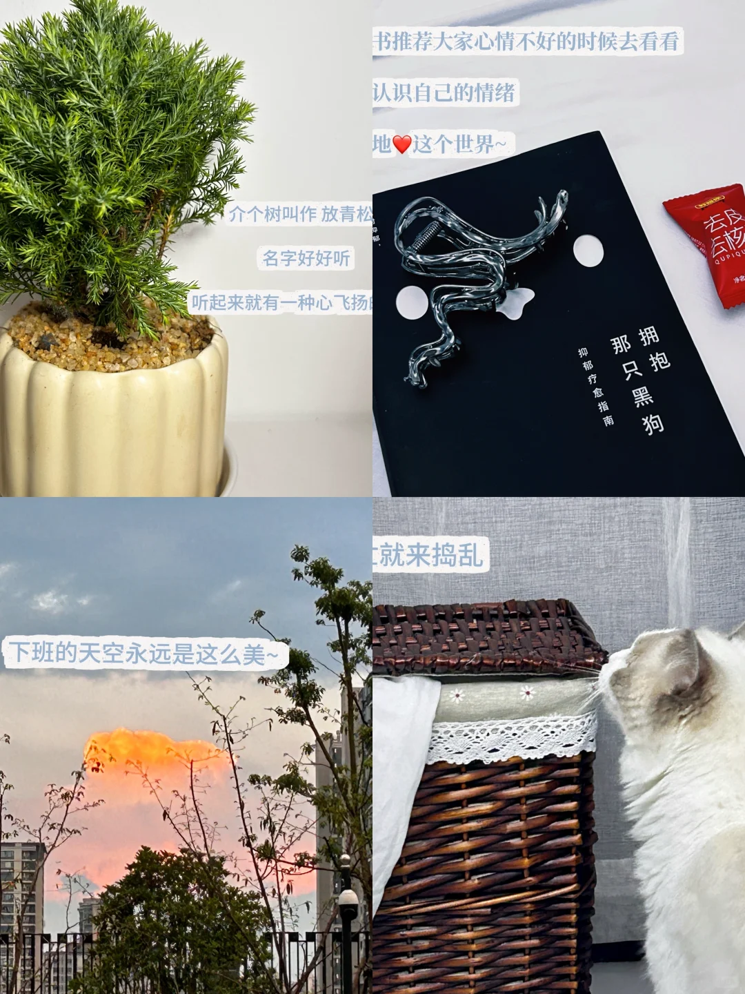 01年 | 月薪5K✨ 下班后的治愈小世界