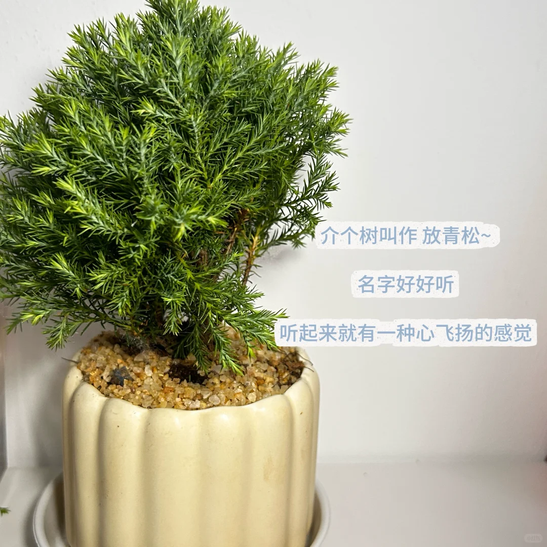 01年 | 月薪5K✨ 下班后的治愈小世界