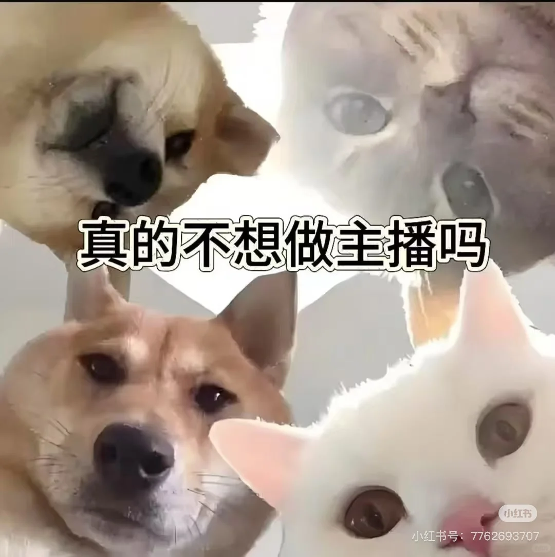 天津的主播都在哪里？