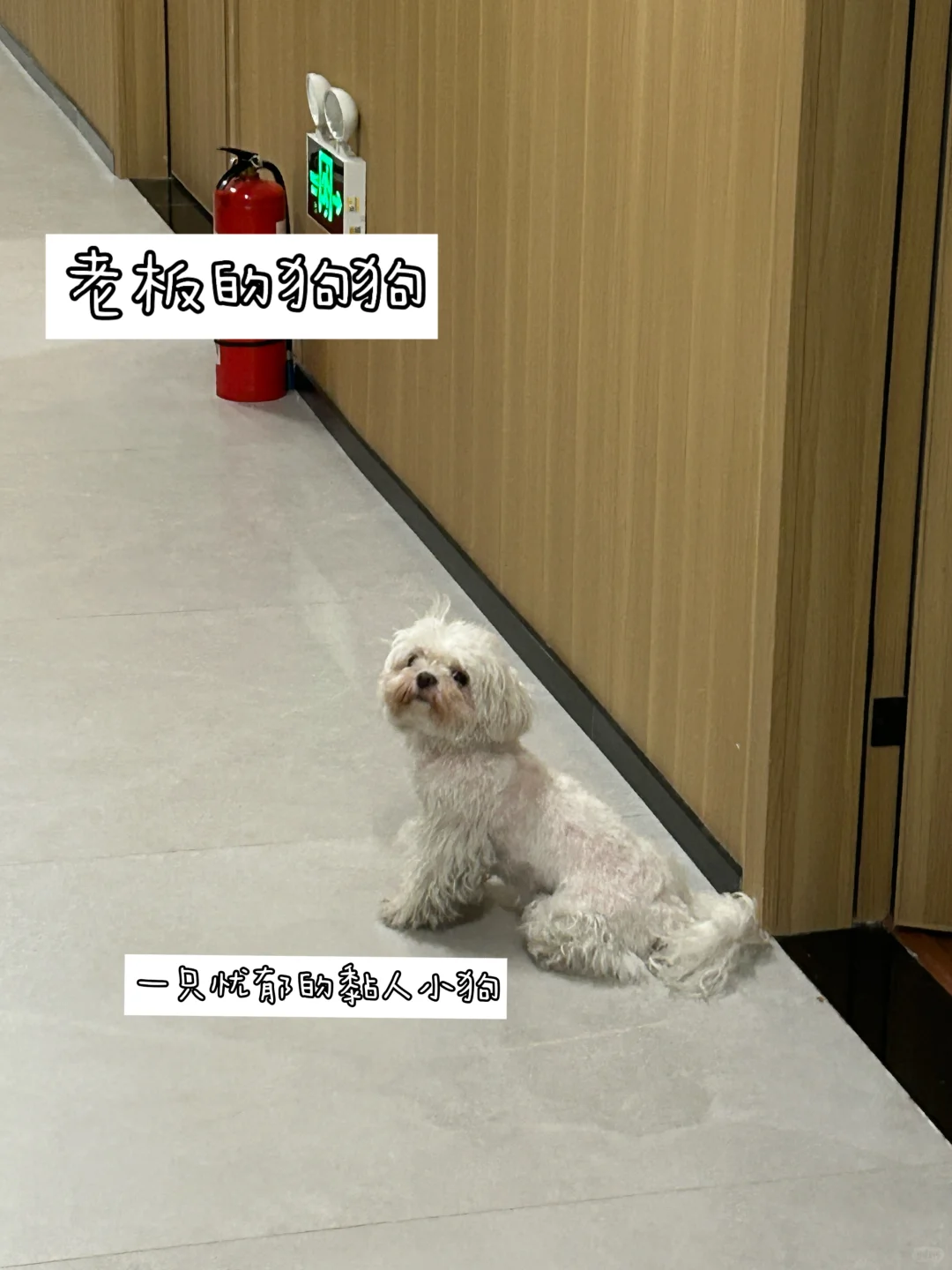 请来当我的继任！好吗好的?（附投递邮箱