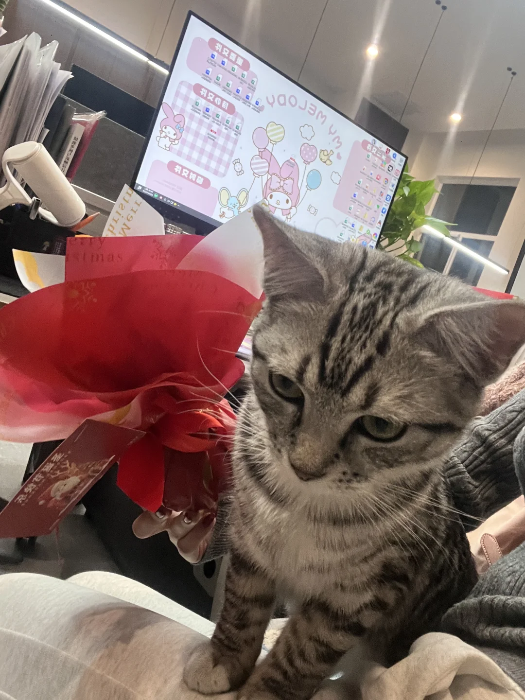 电商运营 & 图书商务岗·带薪撸猫的快乐～