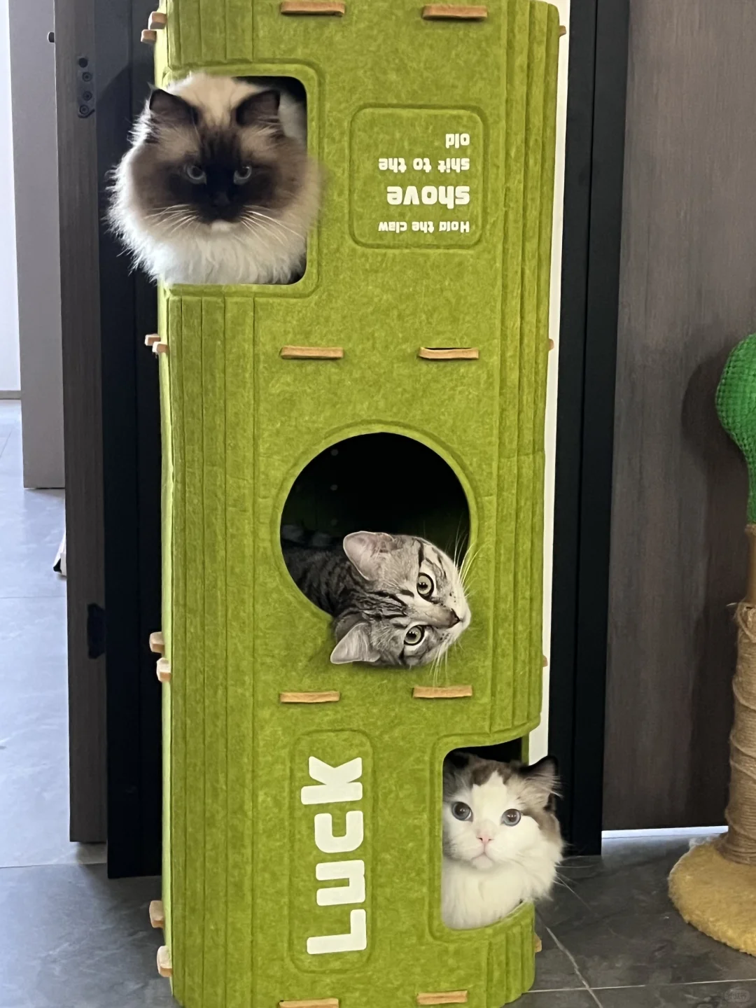 电商运营 & 图书商务岗·带薪撸猫的快乐～