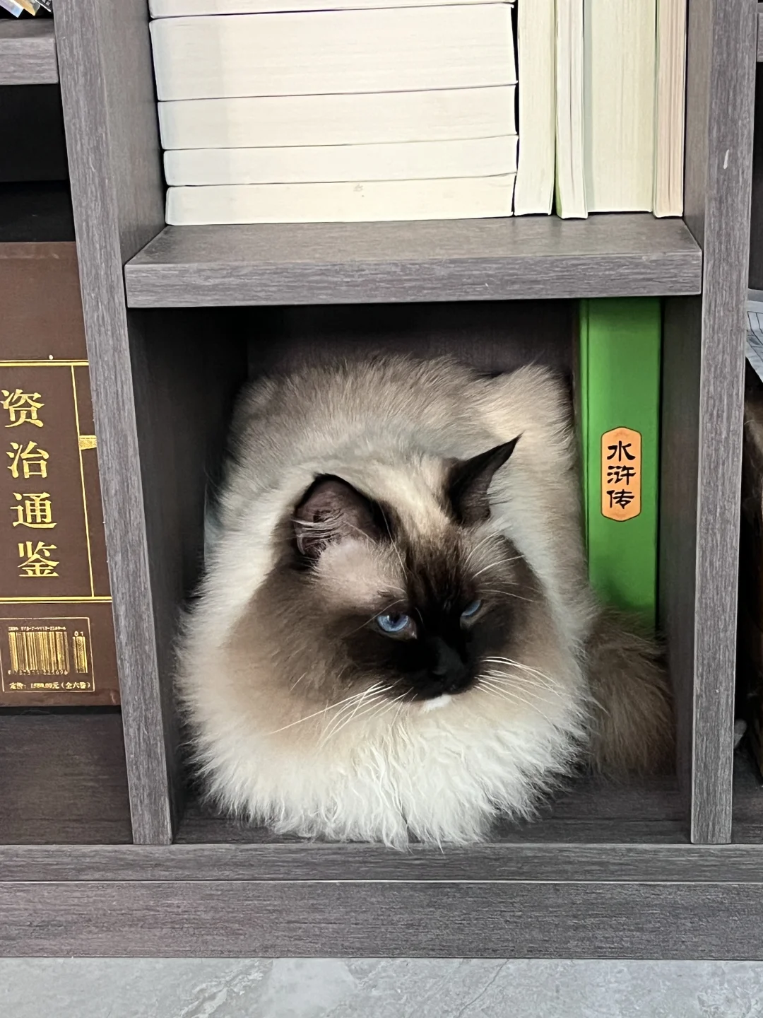 电商运营 & 图书商务岗·带薪撸猫的快乐～