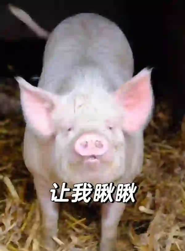 牛马经纪人登场！