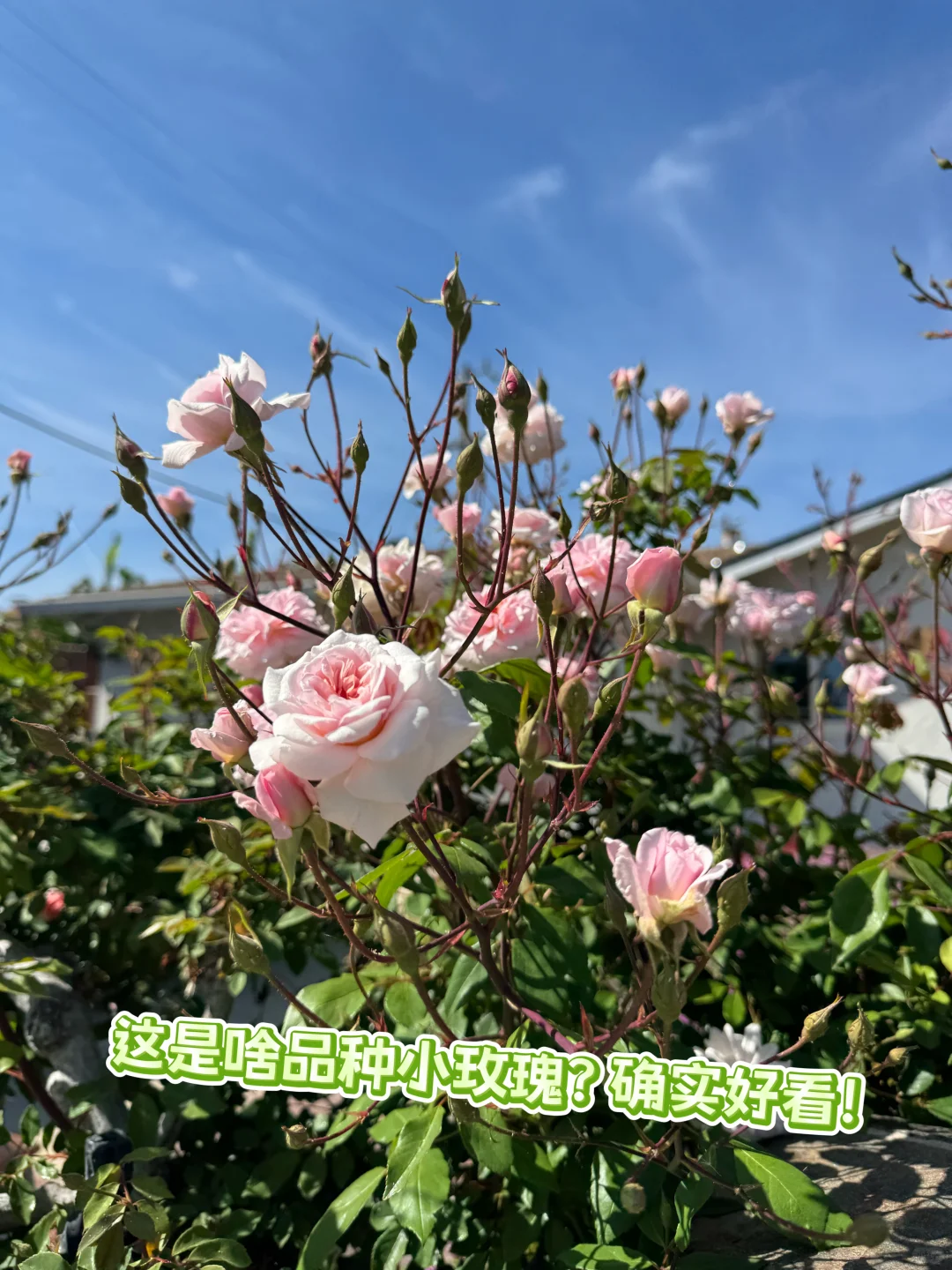 湾区买房：学区房坚挺，非学区房大掉价
