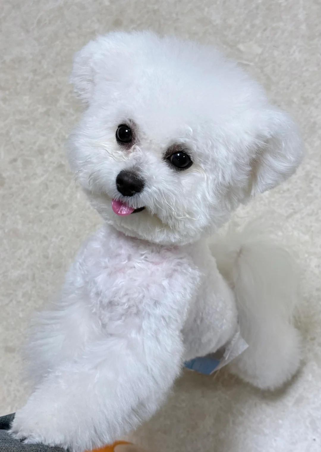 恋爱选我💖我超甜
