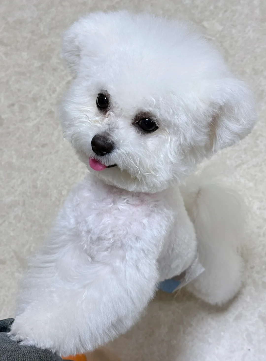 恋爱选我💖我超甜