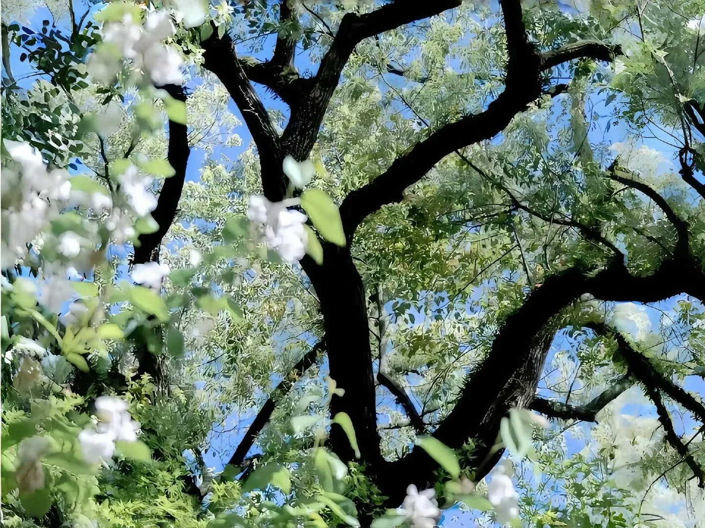 WeChat·背景图 | 4K高清