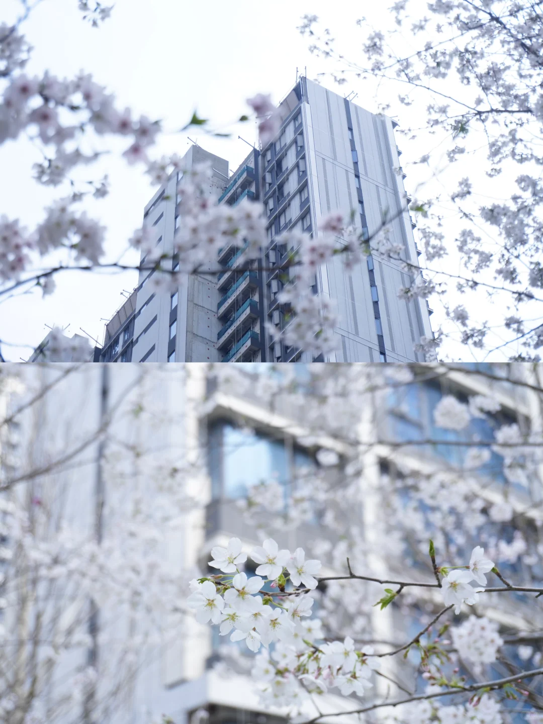 当场刷💳订房！望雲实景园区品质也太能打了