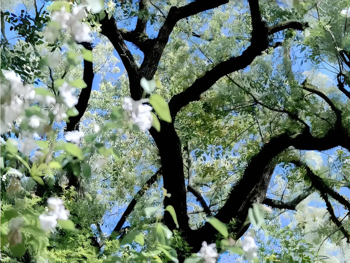 ipad横向壁纸