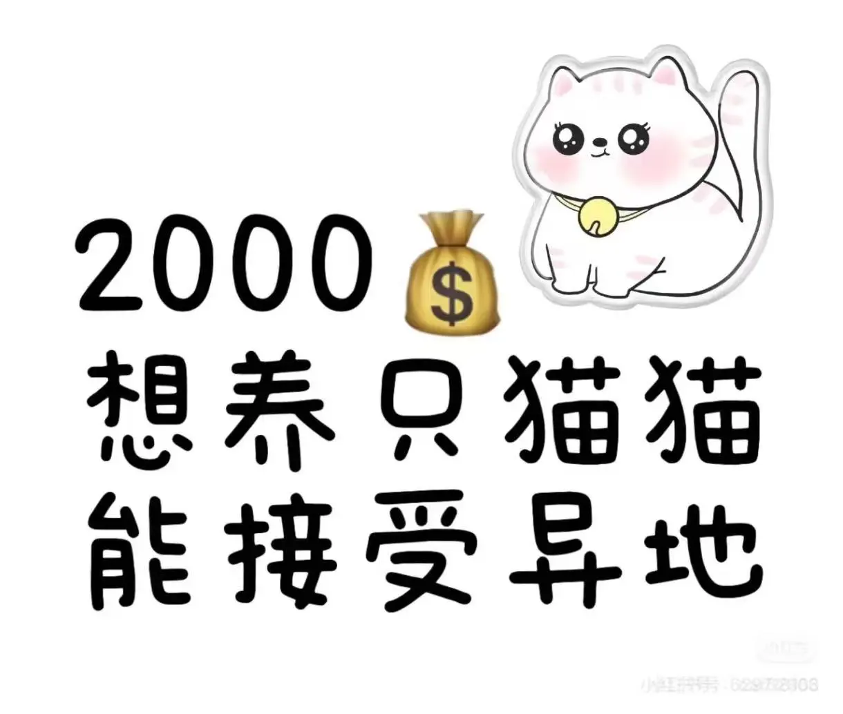求一只长毛可爱猫咪