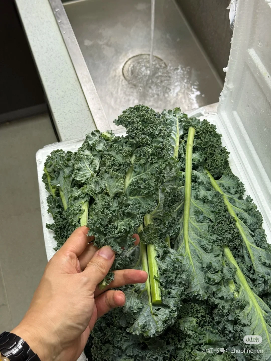 急！羽衣甘蓝大量求购！🥬