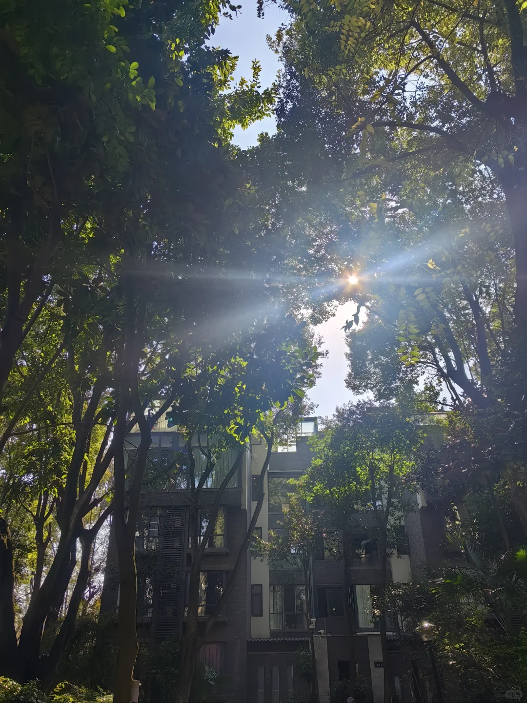 我在成都找到理想家，5个露台+低密度洋房