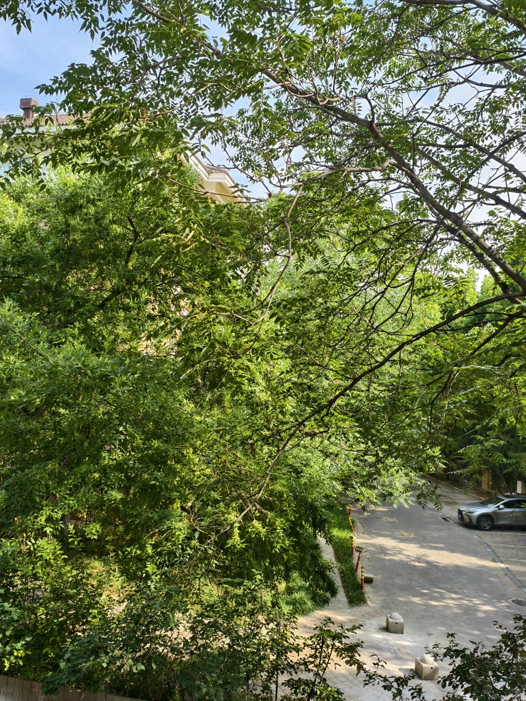 家长们来带孩子租住在四季香山的花园洋房里