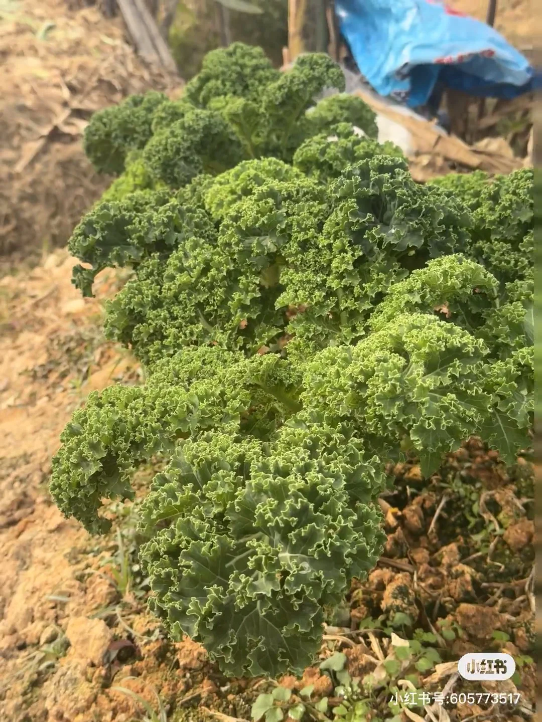 急！羽衣甘蓝大量求购！🥬