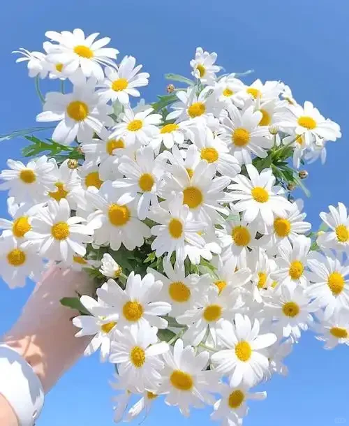 ——爱花的女孩子☆审美不会差(♡˙︶˙♡)