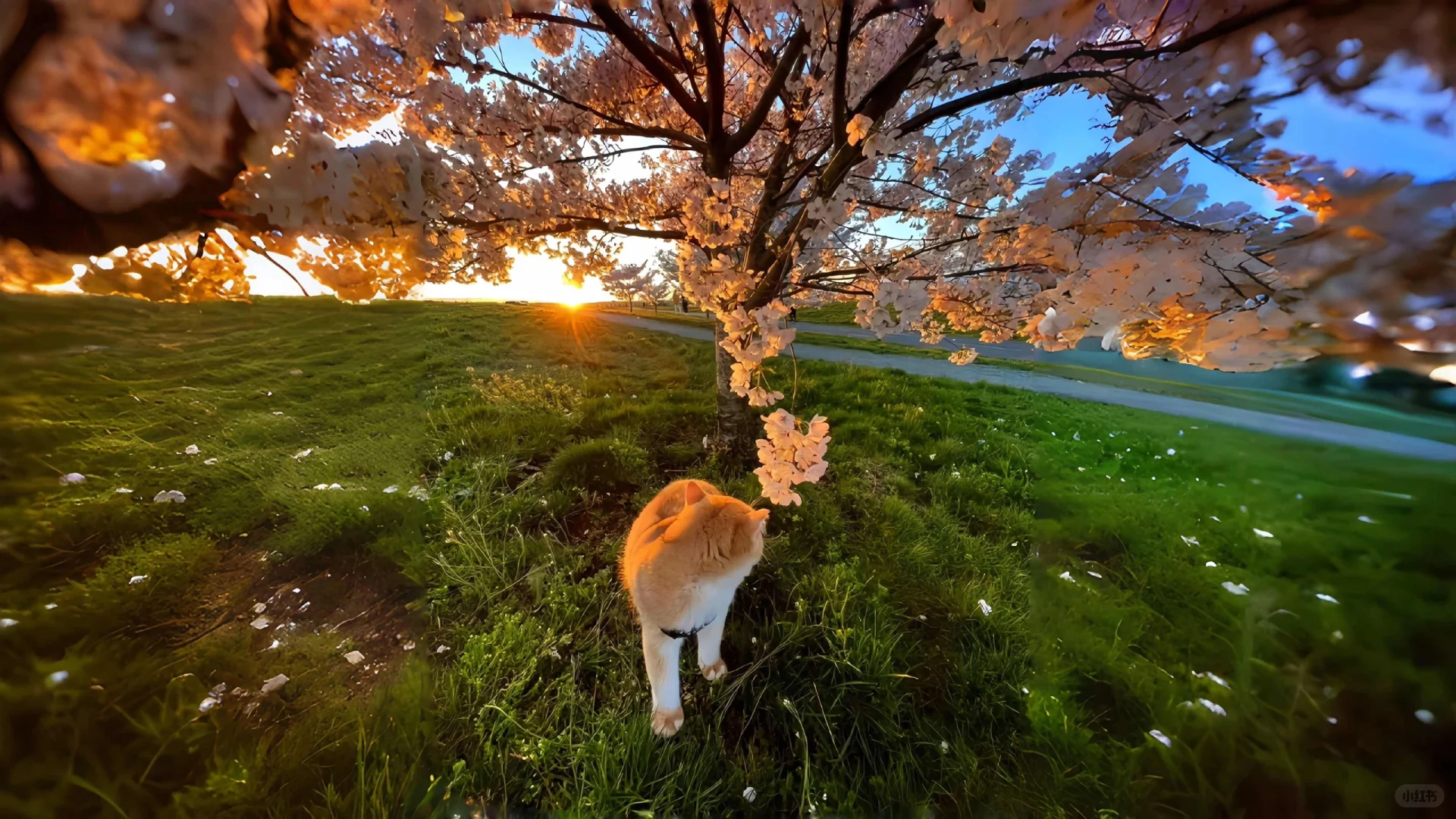 好治愈的猫咪平板壁纸🐱