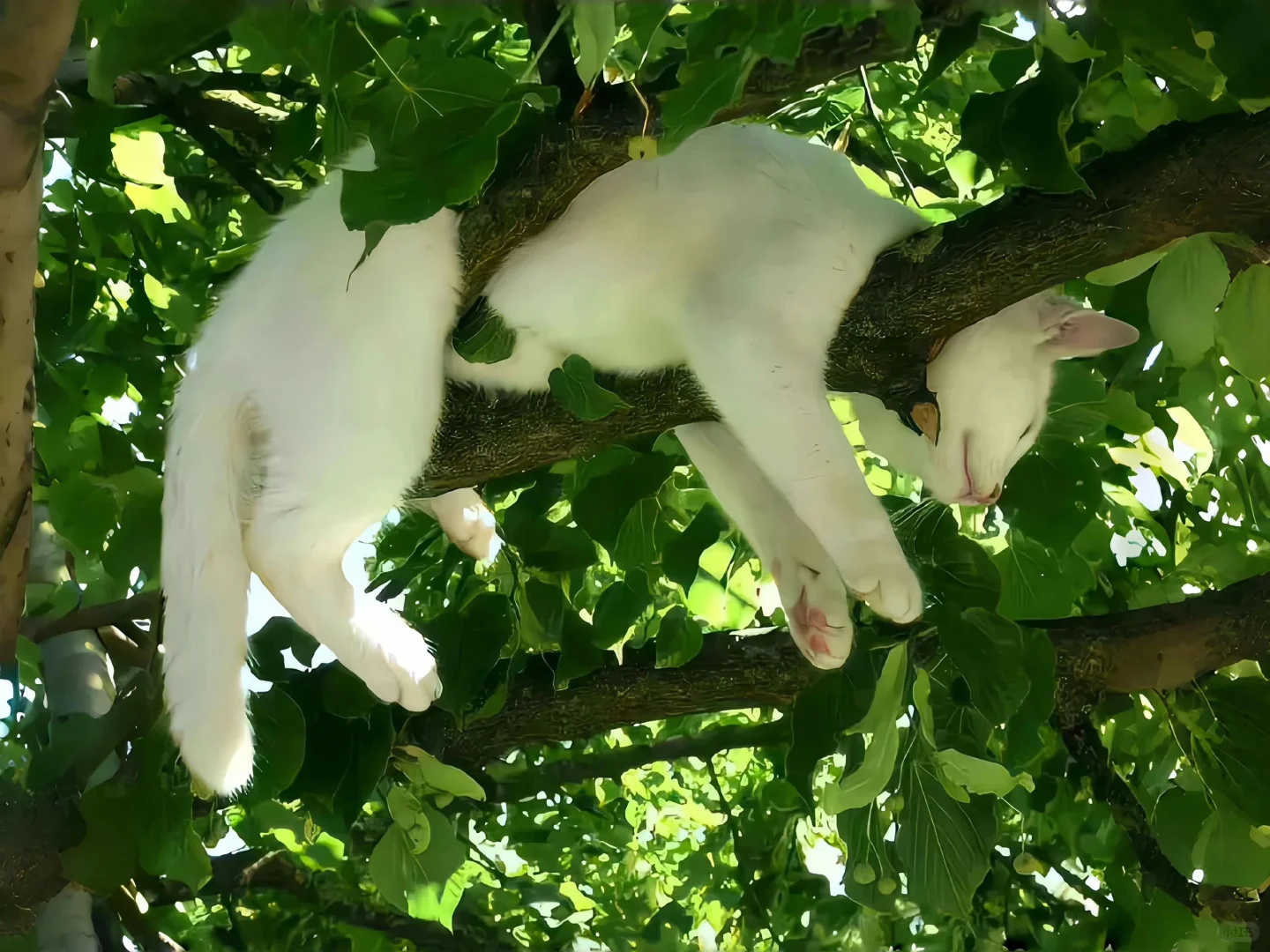 好治愈的猫咪平板壁纸🐱