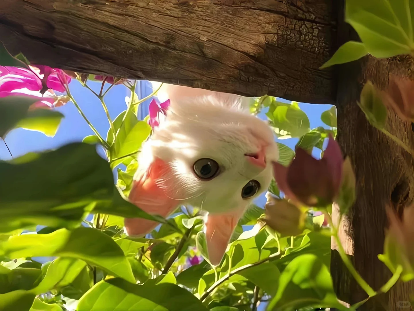 好治愈的猫咪平板壁纸🐱