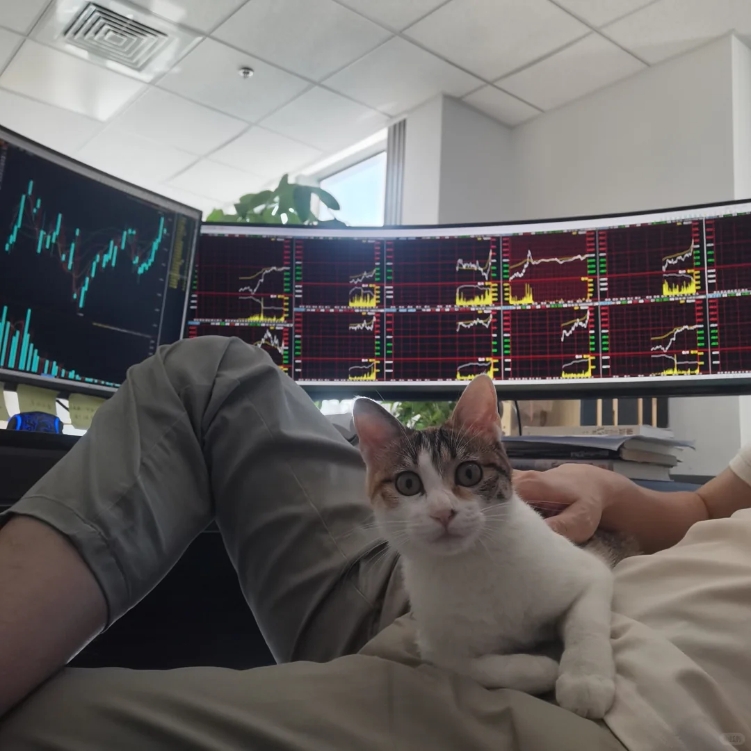 一间工作室，两只流浪猫，3个交易员