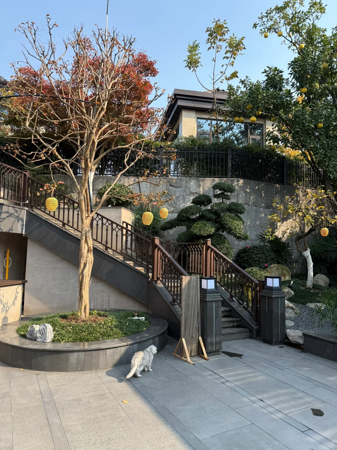 1000㎡🏡散养的猫咪也太幸福了🐱