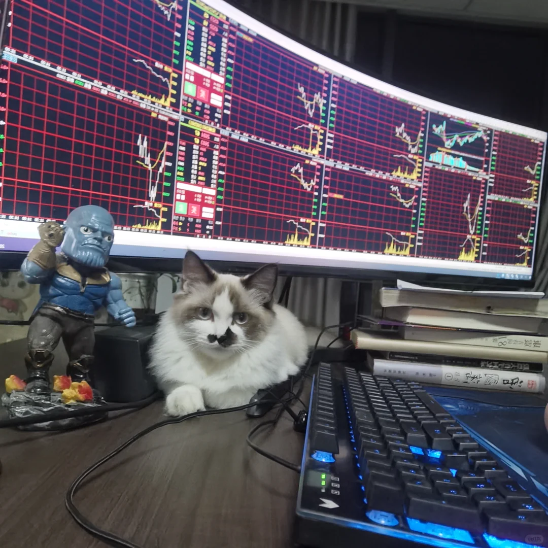 一间工作室，两只流浪猫，3个交易员
