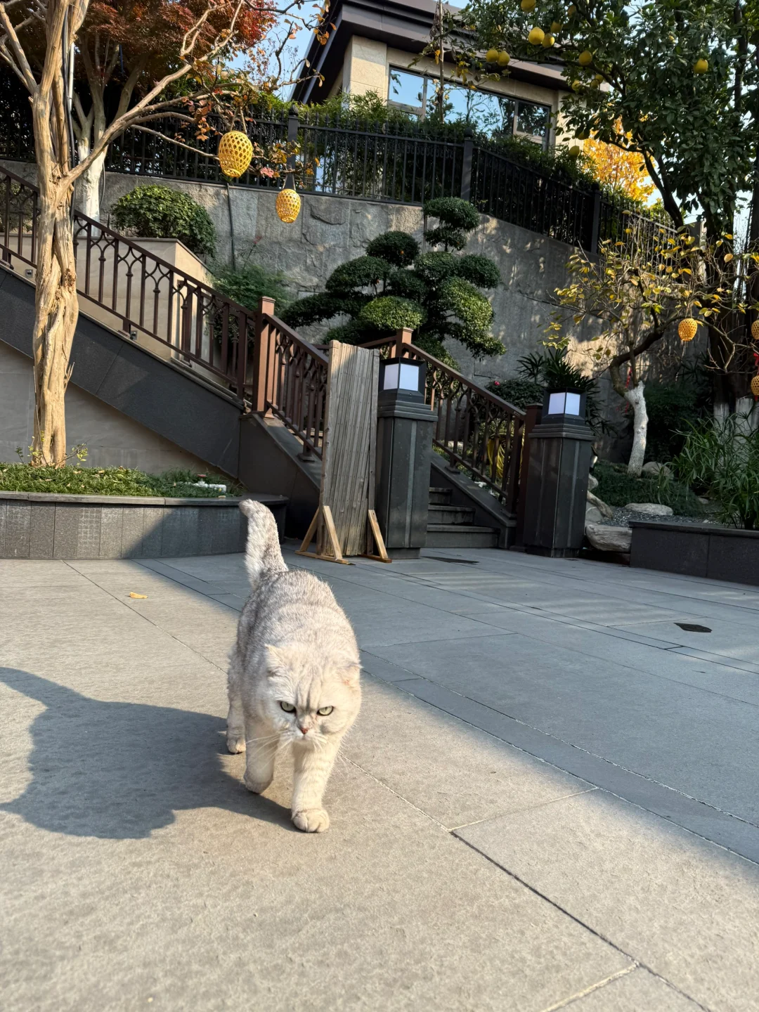 1000㎡🏡散养的猫咪也太幸福了🐱