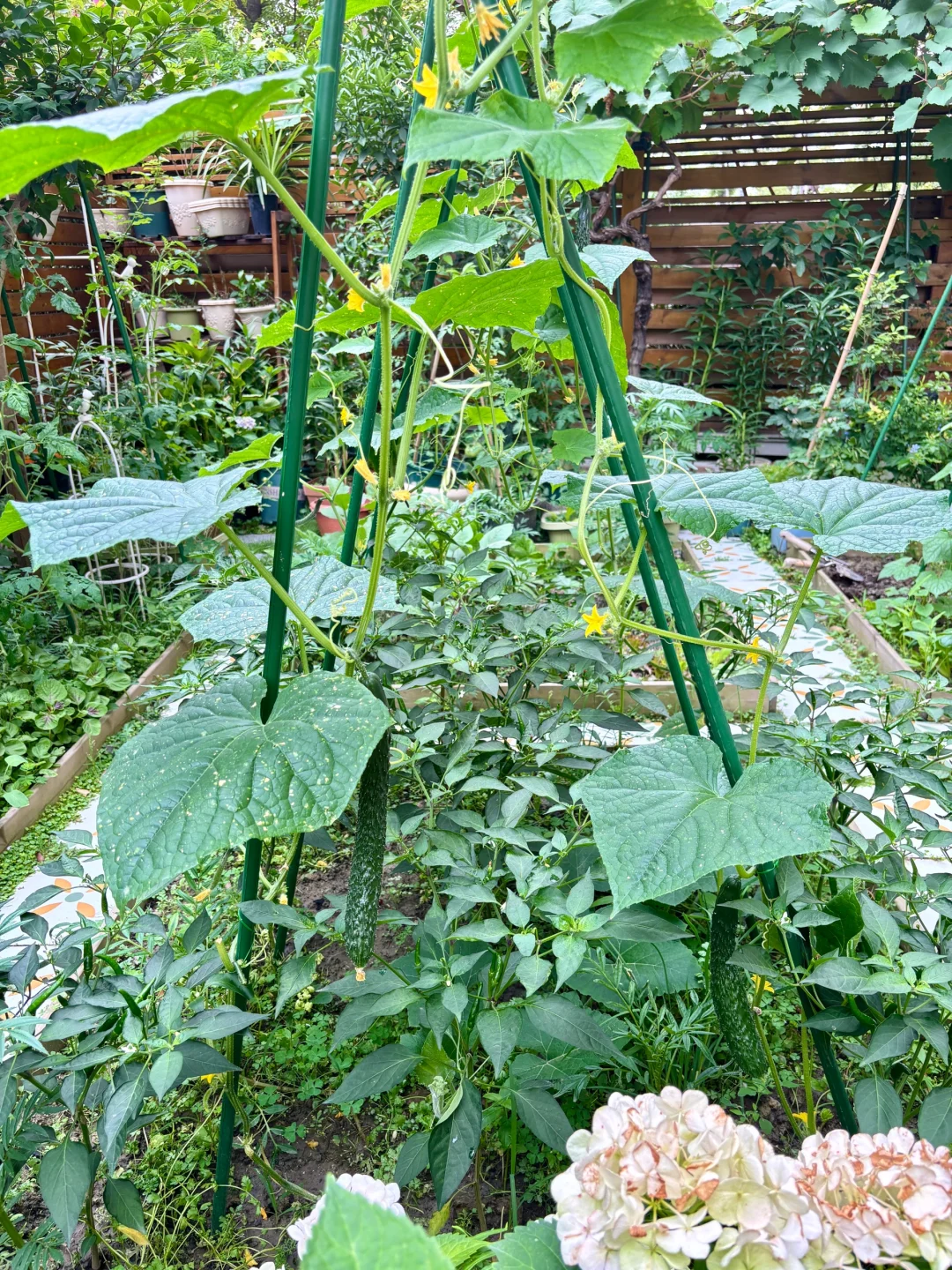 夏天，没有蚊虫烦恼的院子房住着好幸福☺️