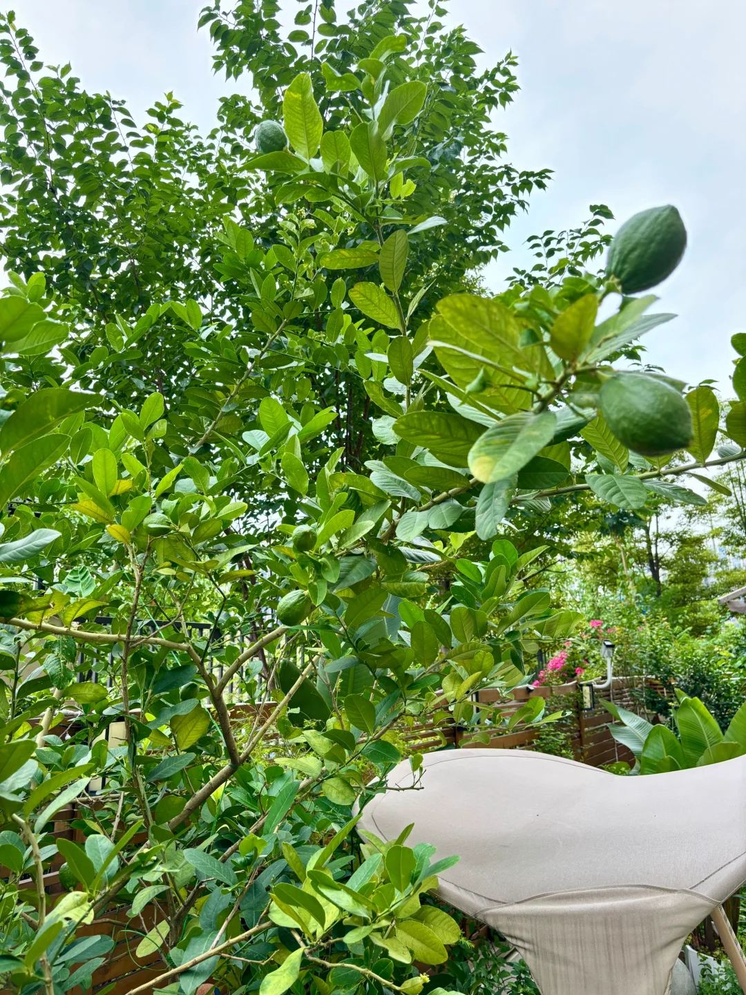 夏天，没有蚊虫烦恼的院子房住着好幸福☺️