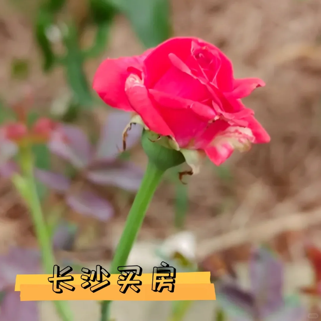 长沙到底有什么好的