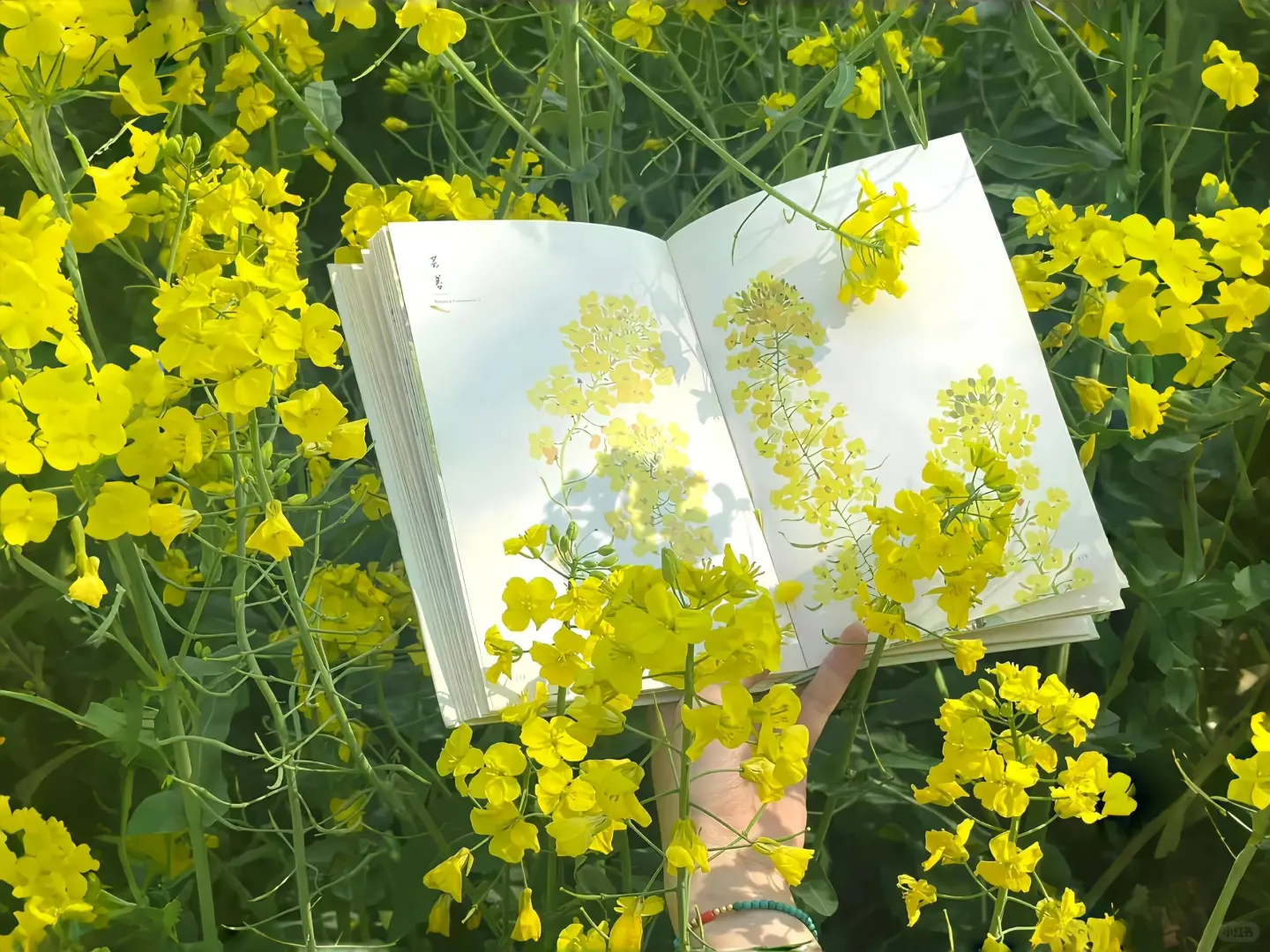 ipad 壁纸| 治愈氛围清新系列