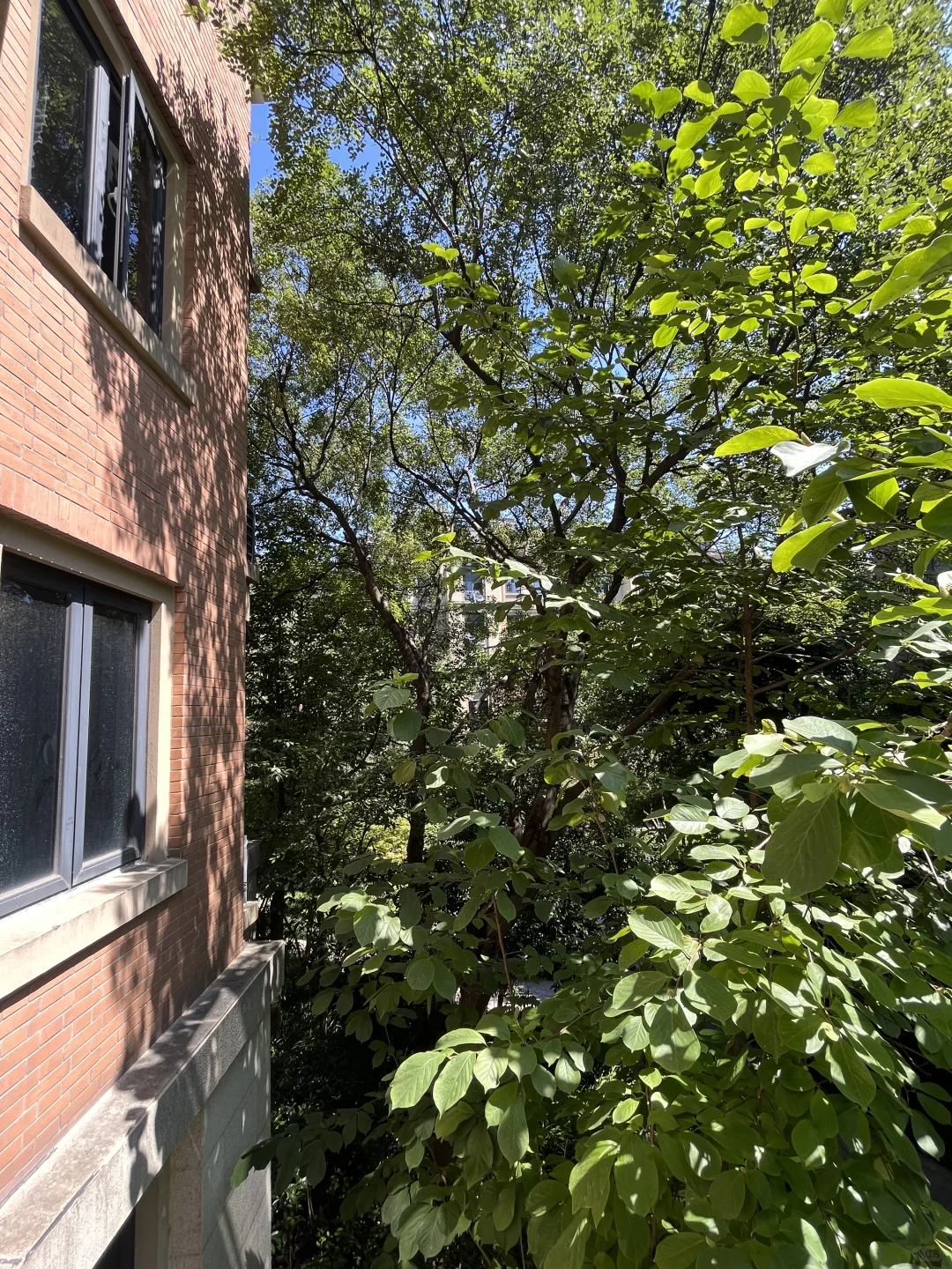随手拍拍绝美树景洋房景🌲🏠