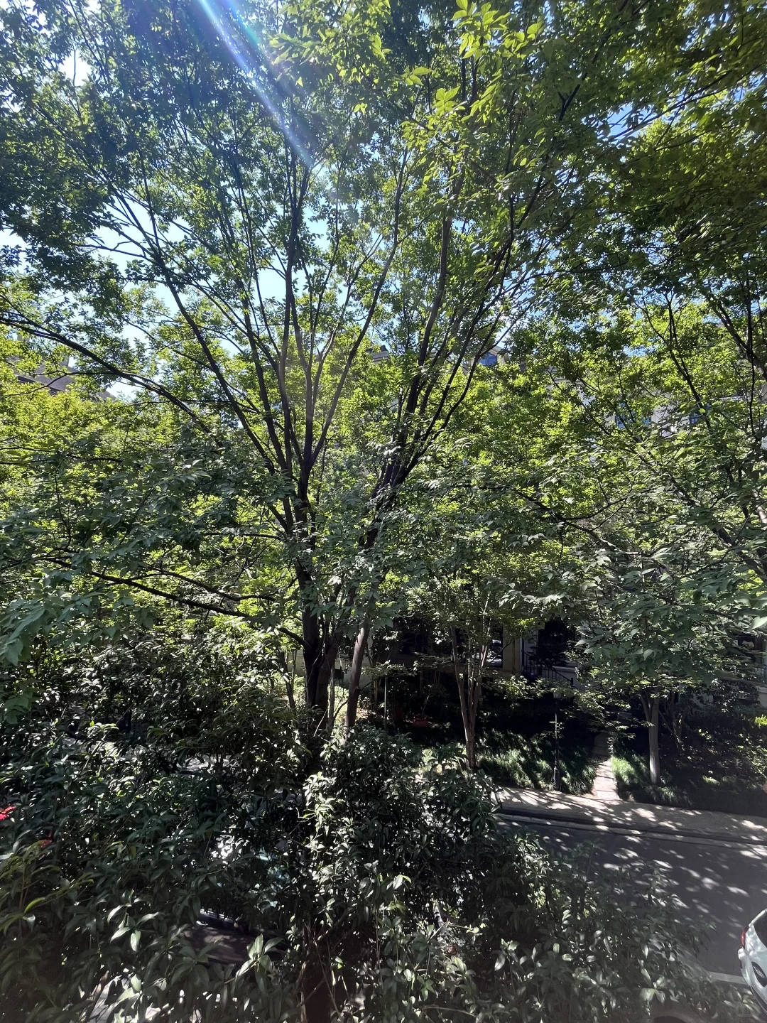 随手拍拍绝美树景洋房景🌲🏠