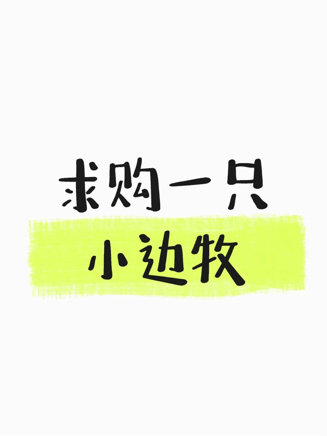 坐标北京，求购一只小边牧
