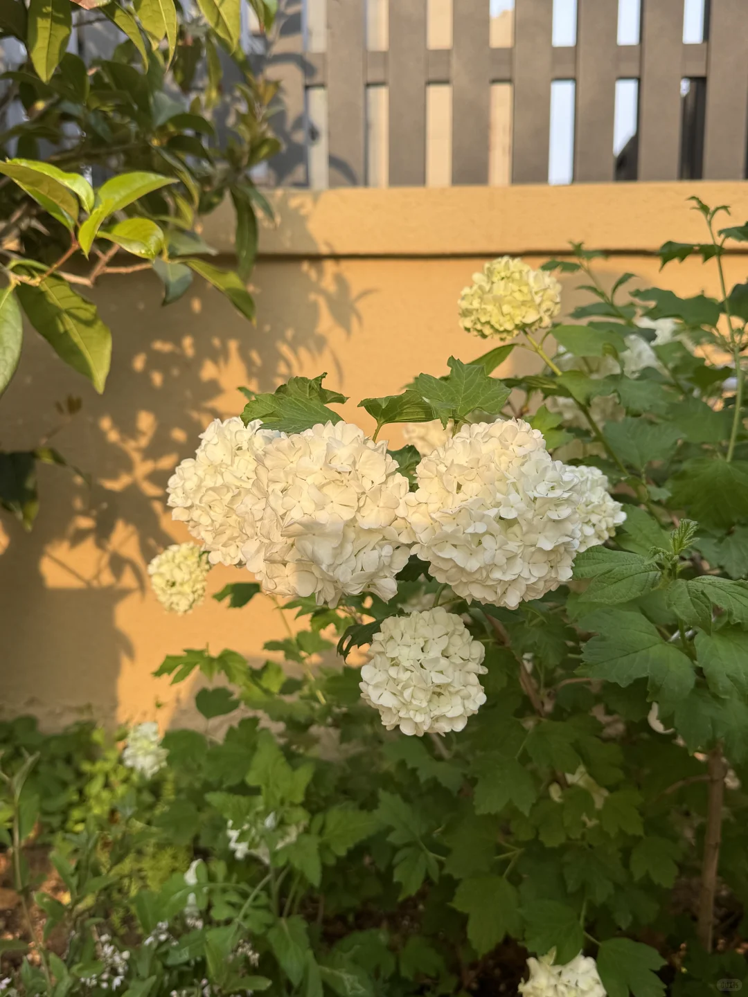 40w买了套花园式楼房🏡