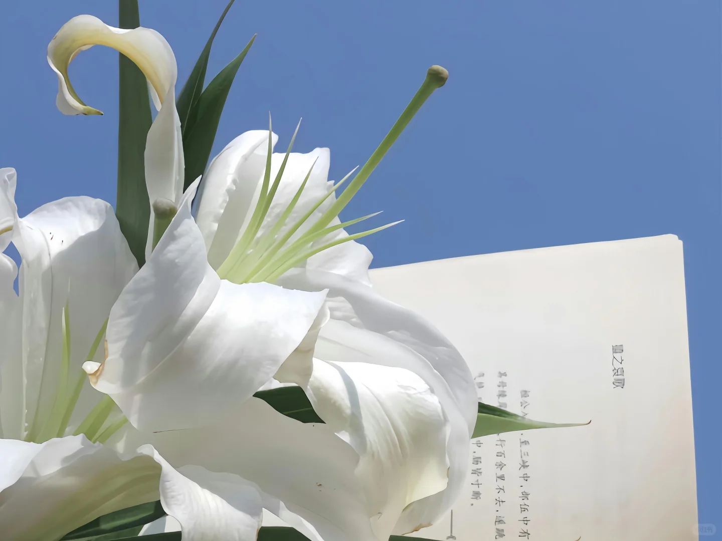 夏日𝙞𝙋𝙖𝙙壁纸来噜🥨