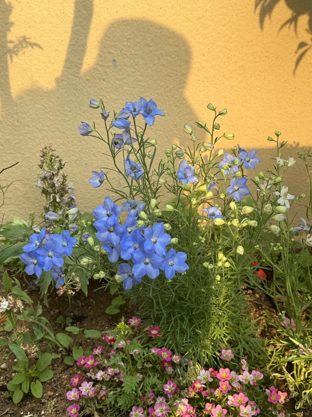 40w买了套花园式楼房🏡