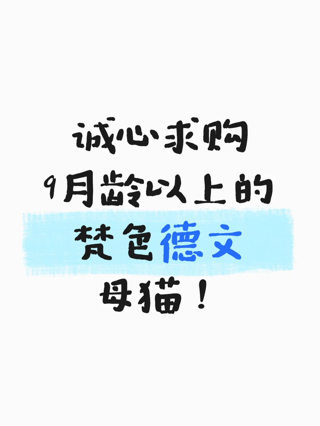 诚心求购9月龄以上的梵色德文母猫！