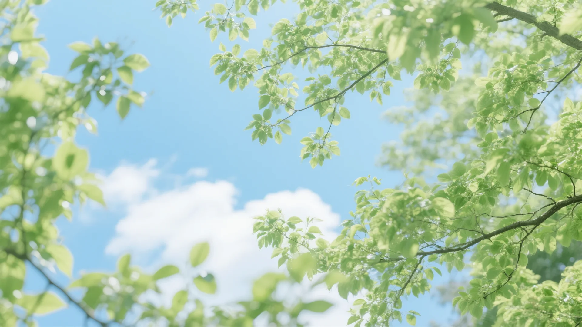 盛夏