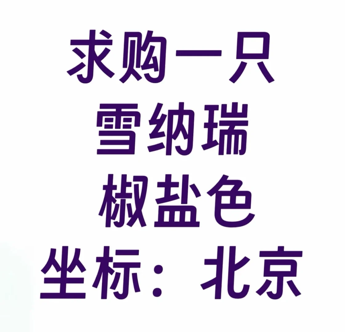 想养一只雪纳瑞