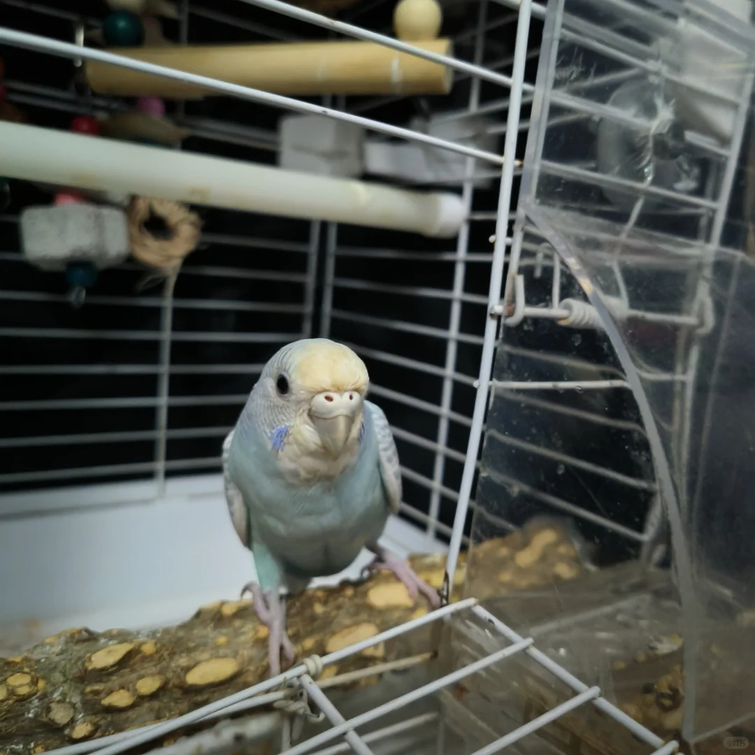 少爷抛媚眼