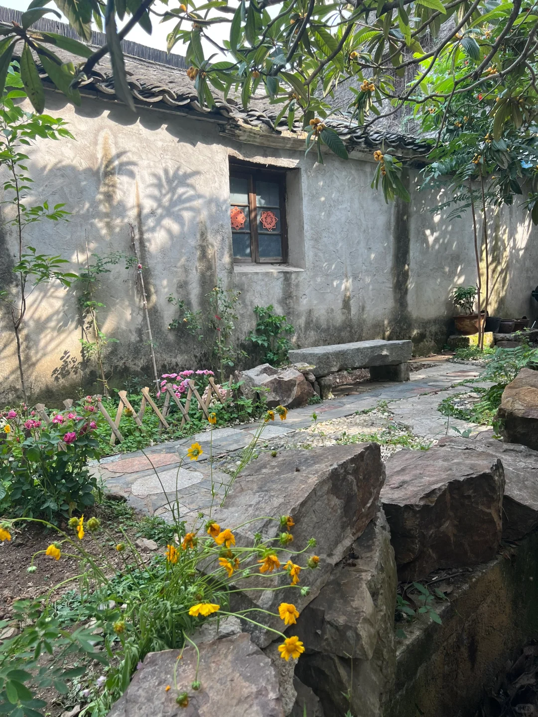 乡下生活｜月租2000，被枇杷树包围的院子日常