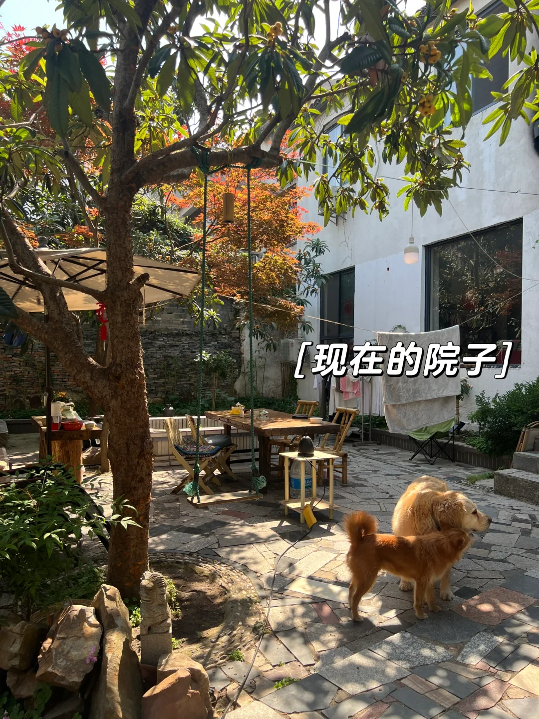 乡下生活｜月租2000，被枇杷树包围的院子日常