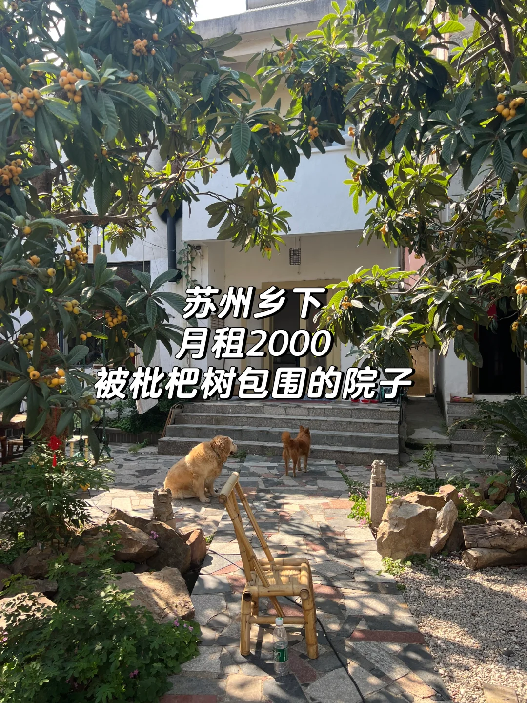 乡下生活｜月租2000，被枇杷树包围的院子日常