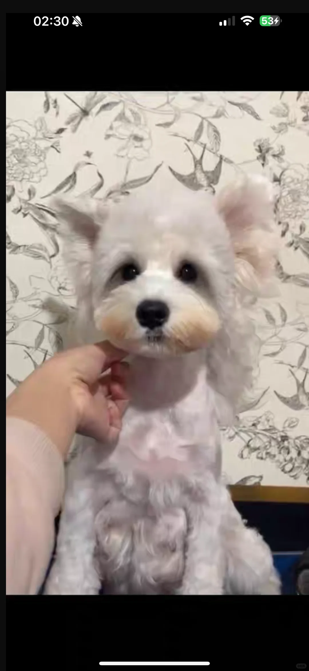 求购雪纳瑞母