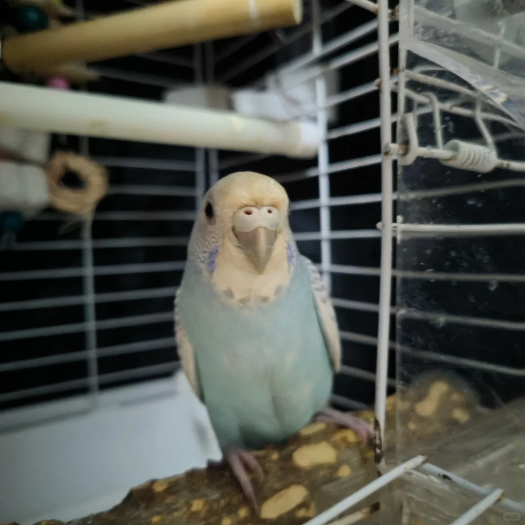 少爷抛媚眼
