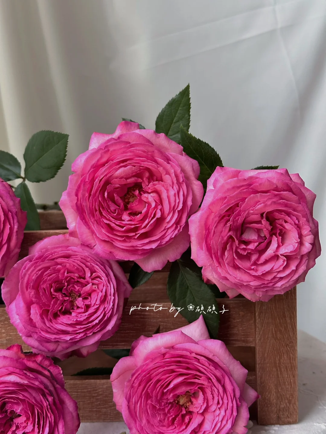 德芮尔｜依芙妖艳