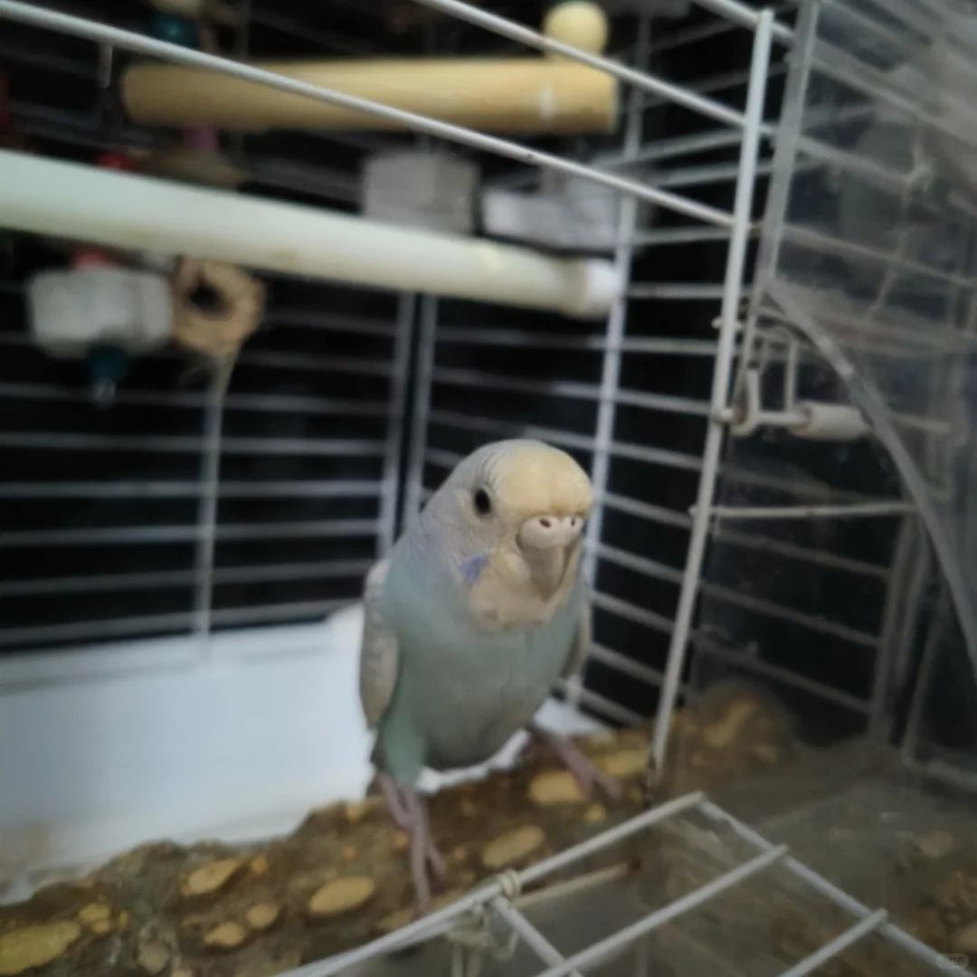 少爷抛媚眼